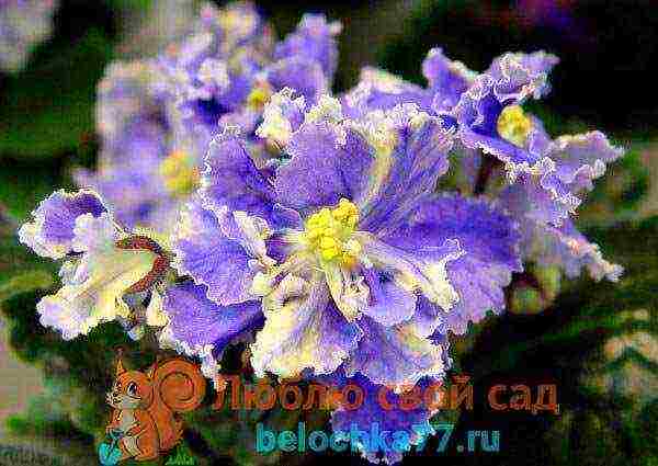 the best varieties of violets chimeras