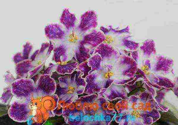 the best varieties of violets chimeras