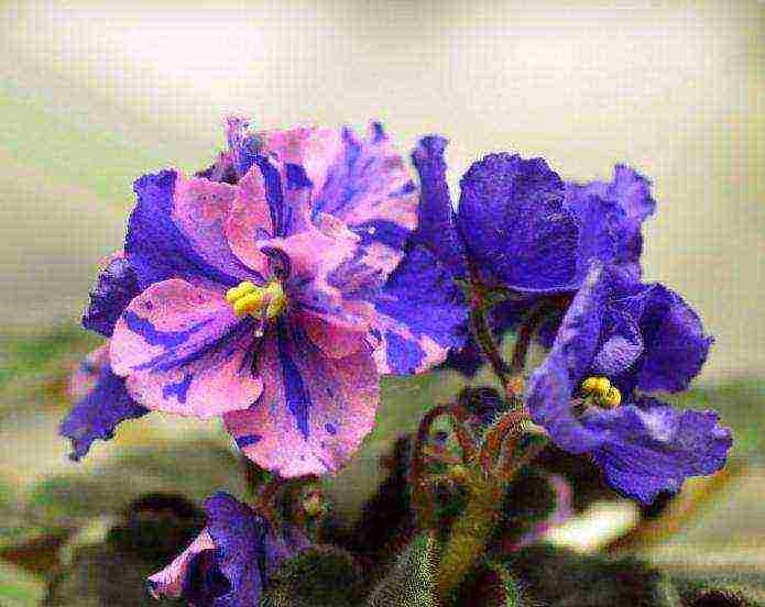 the best varieties of violets chimeras