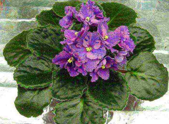 the best varieties of violets chimeras