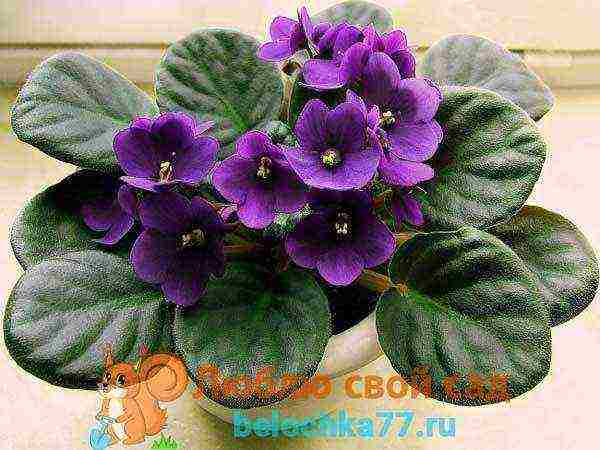 the best varieties of violets chimeras