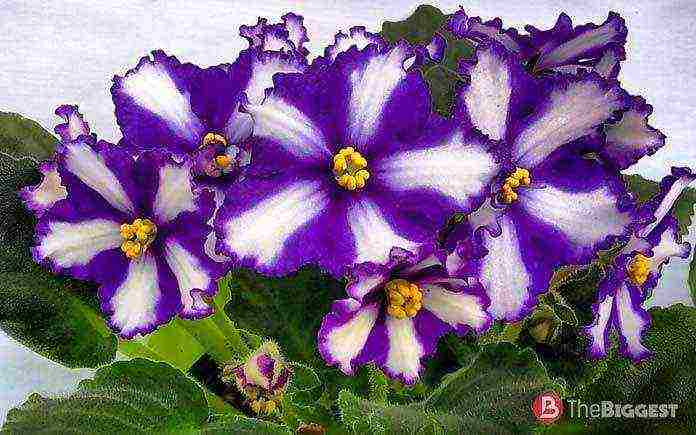 the best varieties of violets chimeras