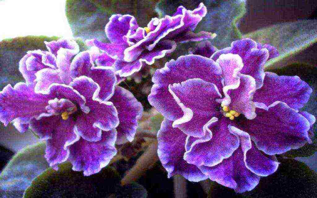 the best varieties of violets chimeras