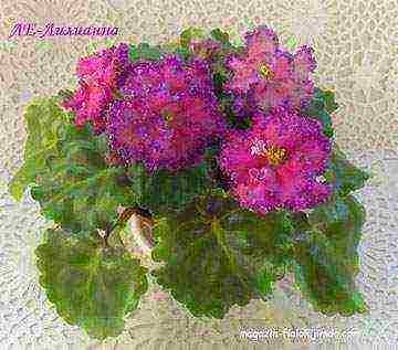 the best varieties of violets of Lebetskaya