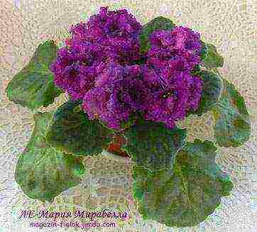 the best varieties of violets of Lebetskaya