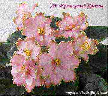 the best varieties of violets of Lebetskaya