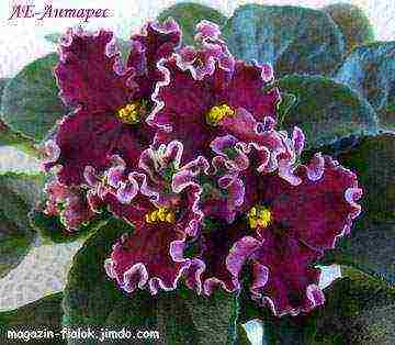 the best varieties of violets of Lebetskaya