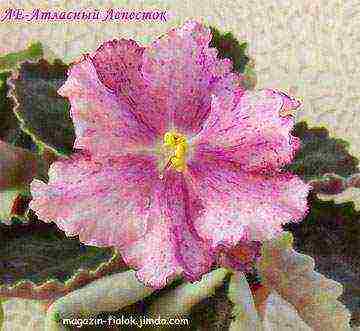 the best varieties of violets of Lebetskaya