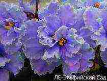 the best varieties of violets of Lebetskaya