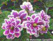 the best varieties of violets of Lebetskaya