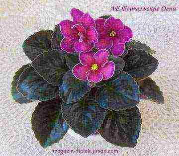 the best varieties of violets of Lebetskaya