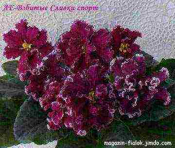 the best varieties of violets of Lebetskaya