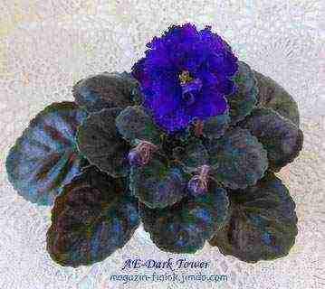 the best varieties of violets of Lebetskaya