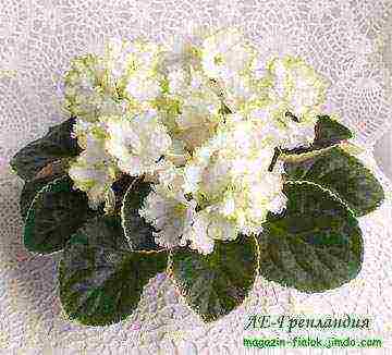 the best varieties of violets of Lebetskaya