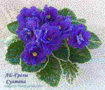 the best varieties of violets of Lebetskaya