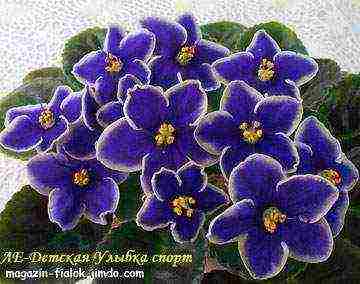 the best varieties of violets of Lebetskaya