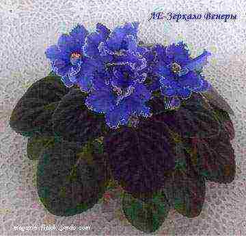 the best varieties of violets of Lebetskaya