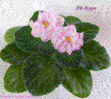 the best varieties of violets of Lebetskaya