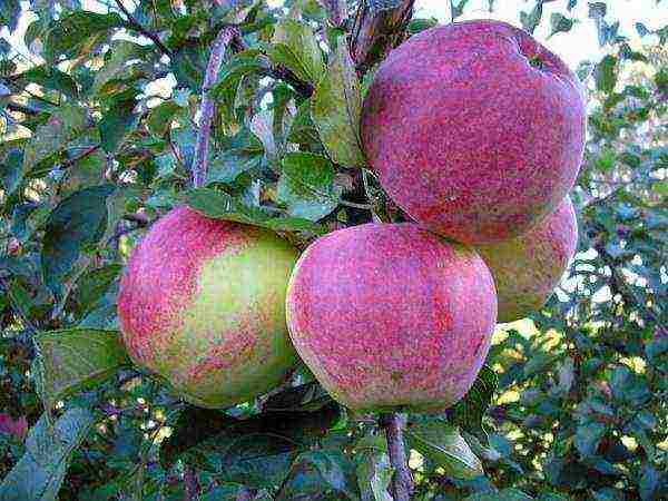 the best varieties of Finnish apple trees