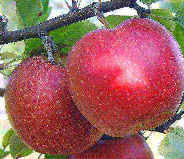 the best varieties of Finnish apple trees