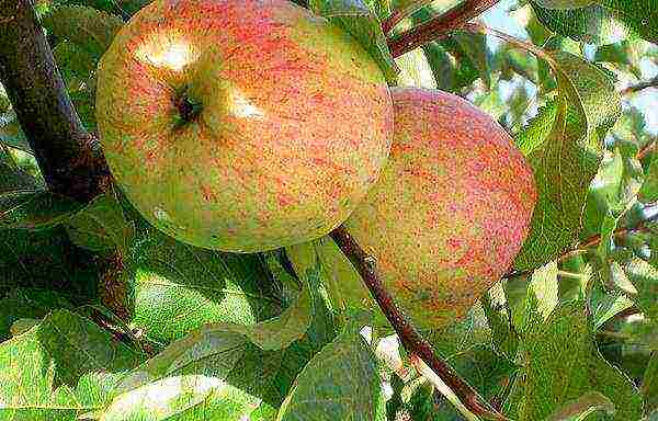 the best varieties of Finnish apple trees