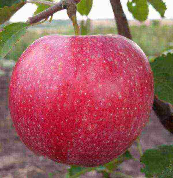 the best varieties of Finnish apple trees