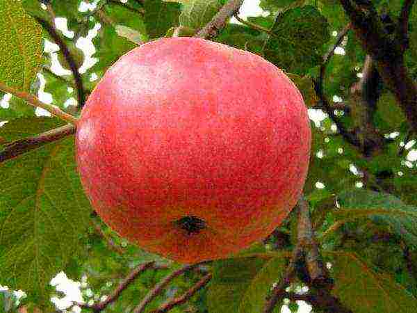 the best varieties of Finnish apple trees