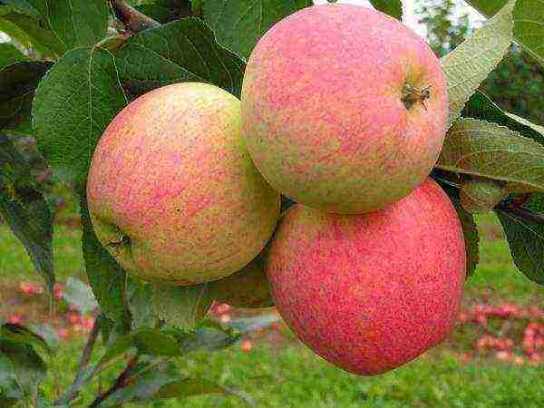 the best varieties of Finnish apple trees