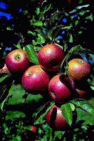 the best varieties of Finnish apple trees