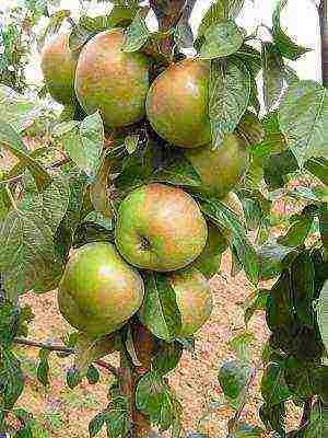 the best varieties of Finnish apple trees