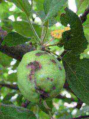 the best varieties of Finnish apple trees