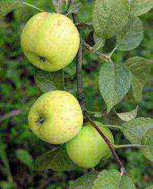 the best varieties of Finnish apple trees