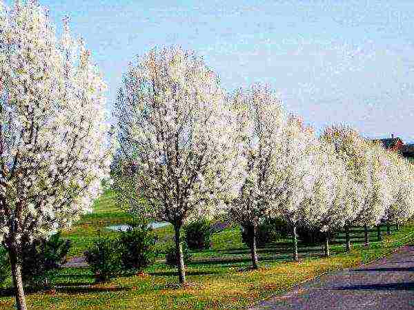 the best varieties of Finnish apple trees