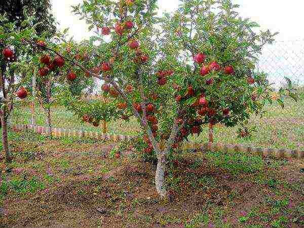 the best varieties of Finnish apple trees