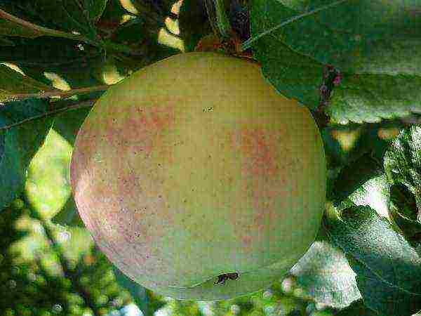 the best varieties of Finnish apple trees