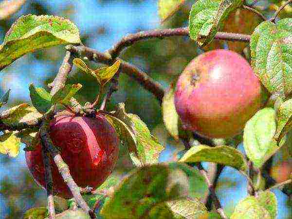 the best varieties of Finnish apple trees