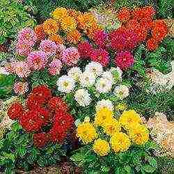 the best varieties of dahlias for cutting