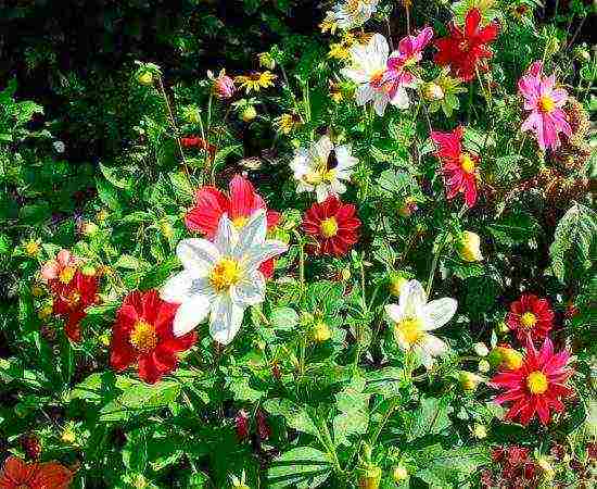 the best varieties of dahlias for cutting