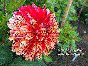 dahlias พันธุ์ที่ดีที่สุดสำหรับการตัด