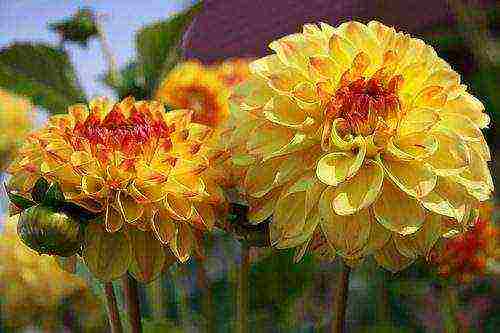 dahlias พันธุ์ที่ดีที่สุดสำหรับการตัด