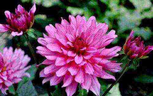 dahlias พันธุ์ที่ดีที่สุดสำหรับการตัด