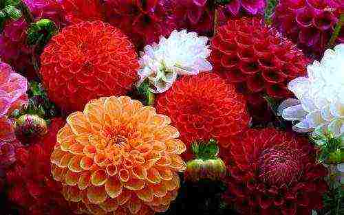 dahlias พันธุ์ที่ดีที่สุดสำหรับการตัด