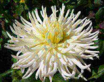 dahlias พันธุ์ที่ดีที่สุดสำหรับการตัด