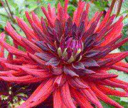 the best varieties of dahlias for cutting