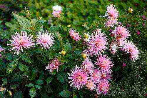 the best varieties of dahlias for cutting