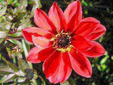 the best varieties of dahlias for cutting