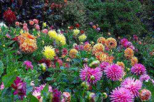 the best varieties of dahlias for cutting