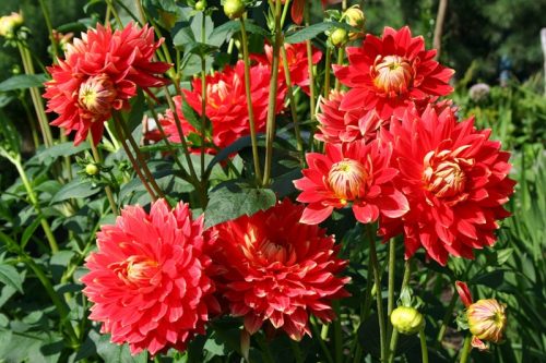 dahlias พันธุ์ที่ดีที่สุดสำหรับการตัด