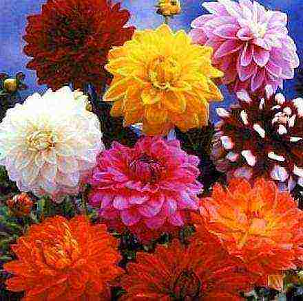 dahlias ที่ดีที่สุดสำหรับการตัด