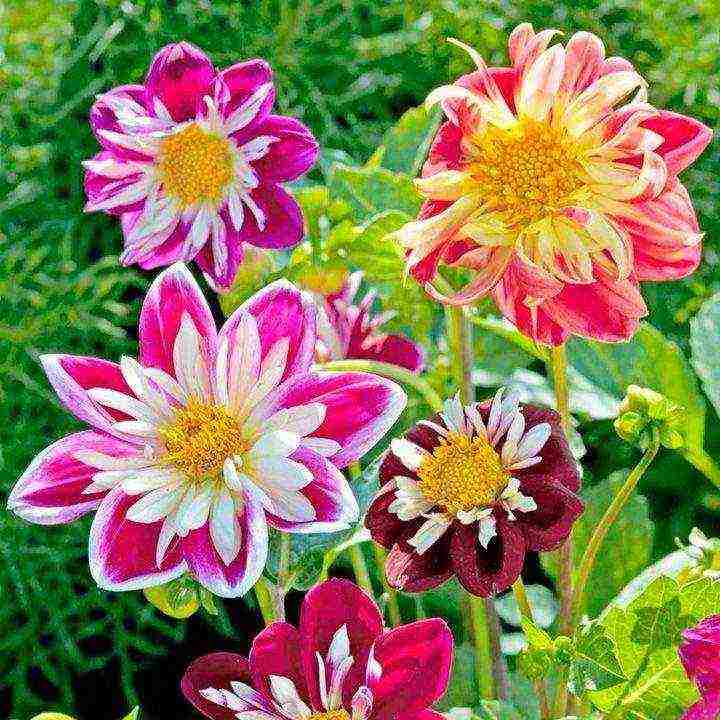 dahlias ที่ดีที่สุดสำหรับการตัด